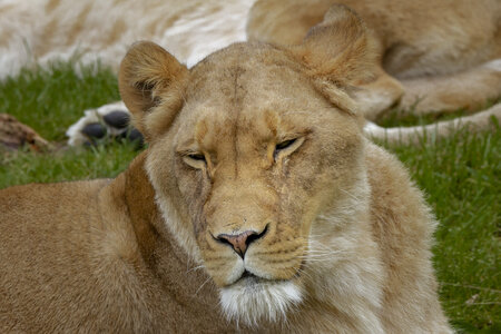 28-04-24_zoo-de-beauval, _MG_1265