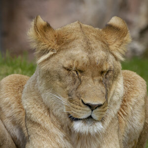 28-04-24_zoo-de-beauval, _MG_1269