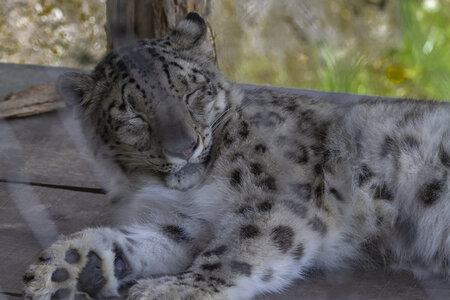 28-04-24_zoo-de-beauval, _MG_1273