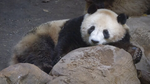 28-04-24_zoo-de-beauval, _MG_1277-Modifier