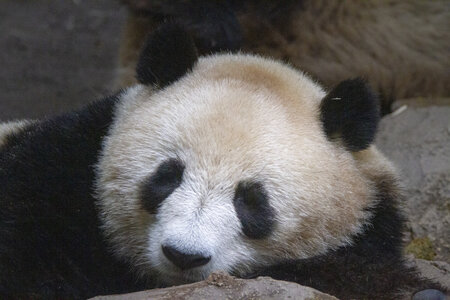 28-04-24_zoo-de-beauval, _MG_1278