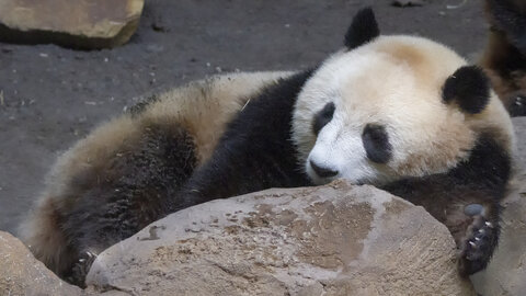28-04-24_zoo-de-beauval, _MG_1280-Modifier