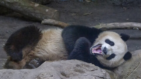 28-04-24_zoo-de-beauval, _MG_1281-Modifier