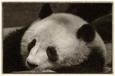28-04-24_zoo-de-beauval, _MG_1282-Modifier