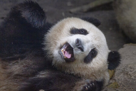 28-04-24_zoo-de-beauval, _MG_1283
