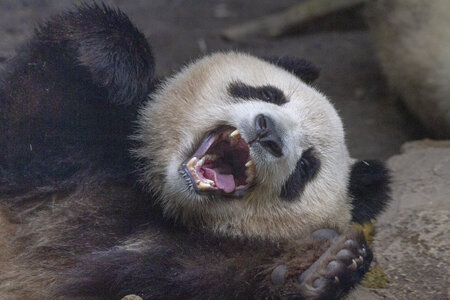 28-04-24_zoo-de-beauval, _MG_1284