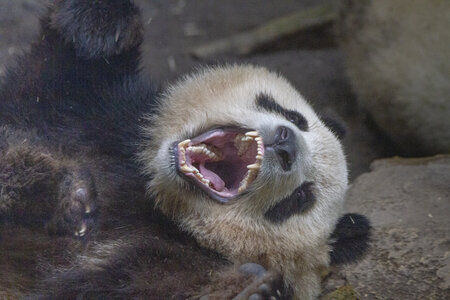 28-04-24_zoo-de-beauval, _MG_1285