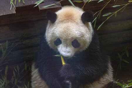 28-04-24_zoo-de-beauval, _MG_1287