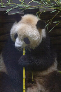 28-04-24_zoo-de-beauval, _MG_1288