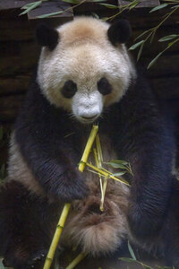 28-04-24_zoo-de-beauval, _MG_1290