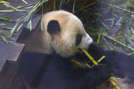 28-04-24_zoo-de-beauval, _MG_1291