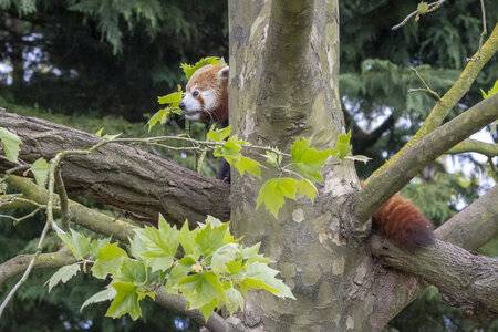 28-04-24_zoo-de-beauval, _MG_1294
