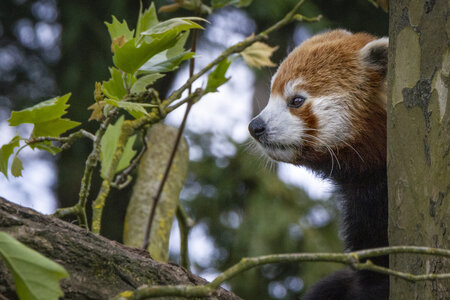 28-04-24_zoo-de-beauval, _MG_1296
