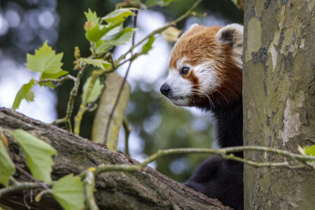 28-04-24_zoo-de-beauval, _MG_1297