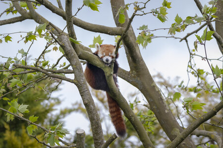 28-04-24_zoo-de-beauval, _MG_1299