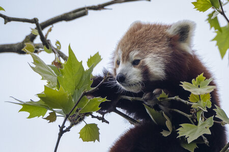 28-04-24_zoo-de-beauval, _MG_1307