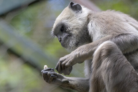 28-04-24_zoo-de-beauval, _MG_1314