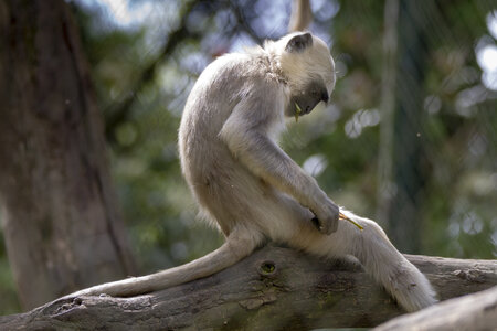 28-04-24_zoo-de-beauval, _MG_1316