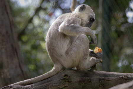 28-04-24_zoo-de-beauval, _MG_1317