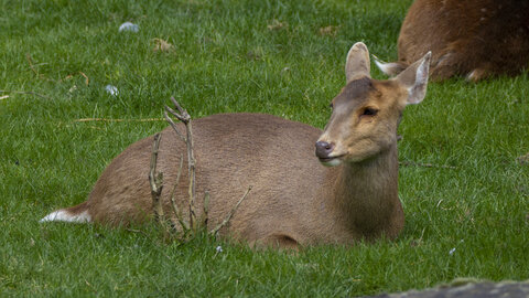 28-04-24_zoo-de-beauval, _MG_1328