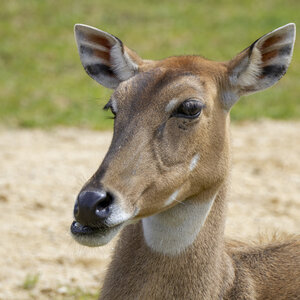 28-04-24_zoo-de-beauval, _MG_1329
