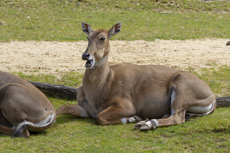 28-04-24_zoo-de-beauval, _MG_1330