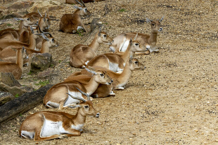 28-04-24_zoo-de-beauval, _MG_1333