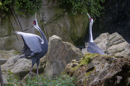 28-04-24_zoo-de-beauval, _MG_1336