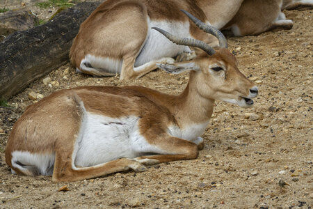 28-04-24_zoo-de-beauval, _MG_1337