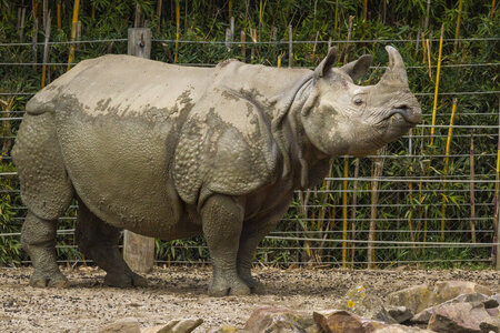 28-04-24_zoo-de-beauval, _MG_1338