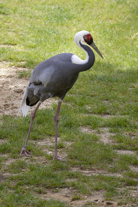 28-04-24_zoo-de-beauval, _MG_1341