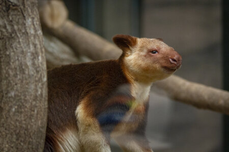 28-04-24_zoo-de-beauval, _MG_1343