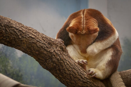 28-04-24_zoo-de-beauval, _MG_1345-Modifier