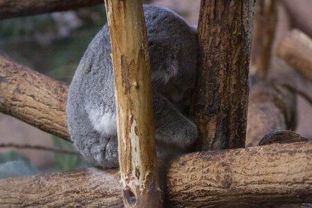 28-04-24_zoo-de-beauval, _MG_1346