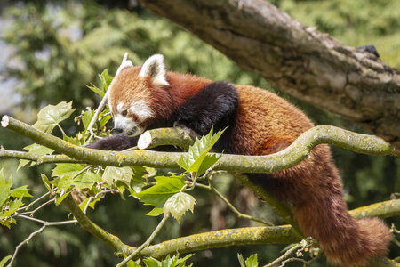 28-04-24_zoo-de-beauval, _MG_1348