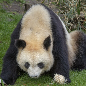 28-04-24_zoo-de-beauval, _MG_1350