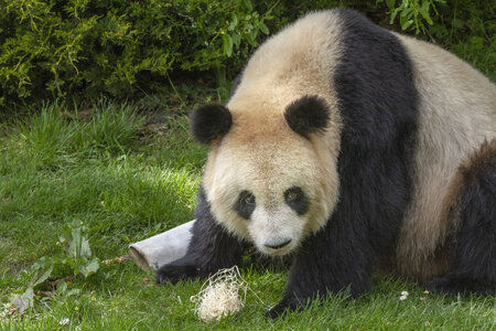 28-04-24_zoo-de-beauval, _MG_1351