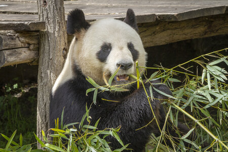 28-04-24_zoo-de-beauval, _MG_1353