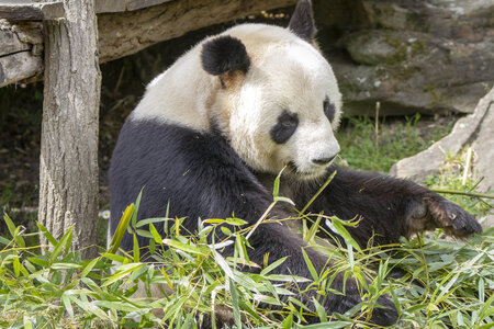 28-04-24_zoo-de-beauval, _MG_1354