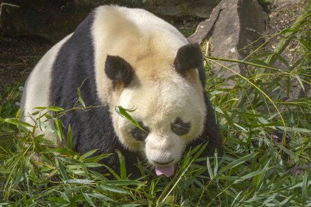 28-04-24_zoo-de-beauval, _MG_1355