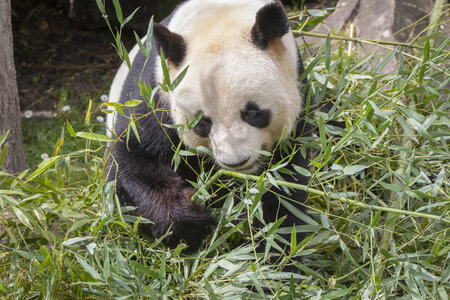 28-04-24_zoo-de-beauval, _MG_1356