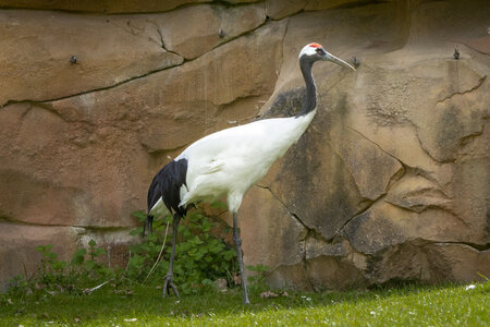 28-04-24_zoo-de-beauval, _MG_1357