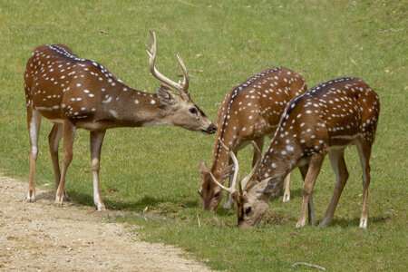 28-04-24_zoo-de-beauval, _MG_1361-Modifier