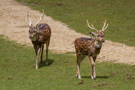 28-04-24_zoo-de-beauval, _MG_1362