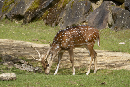 28-04-24_zoo-de-beauval, _MG_1363