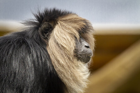 28-04-24_zoo-de-beauval, _MG_1365