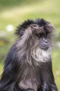 28-04-24_zoo-de-beauval, _MG_1372