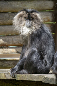 28-04-24_zoo-de-beauval, _MG_1375