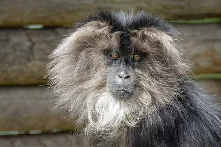 28-04-24_zoo-de-beauval, _MG_1375-2