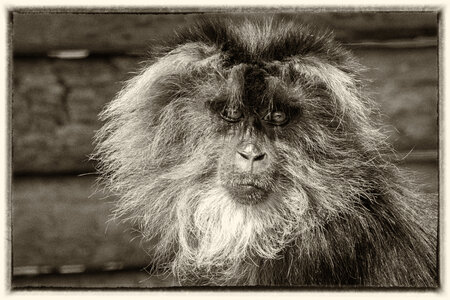 28-04-24_zoo-de-beauval, _MG_1375-Modifier